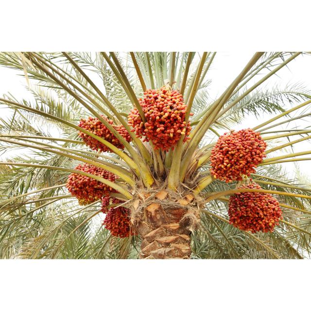 Khalal Dates in A Tree by Aksphoto - Wrapped Canvas Photograph Bay Isle Home Size: 51cm H x 76cm W on Productcaster.