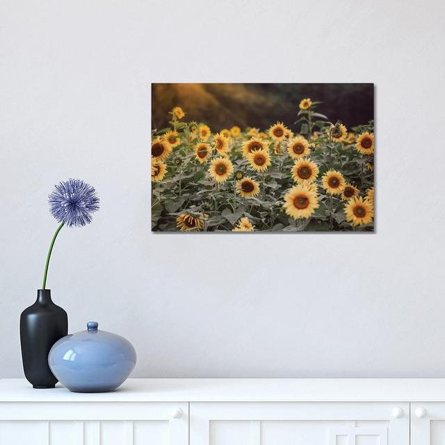 Field of Gold I by Ann Hudec - Wrapped Canvas Graphic Art August Grove Size: 30.48cm H x 45.72cm W x 1.905cm D on Productcaster.