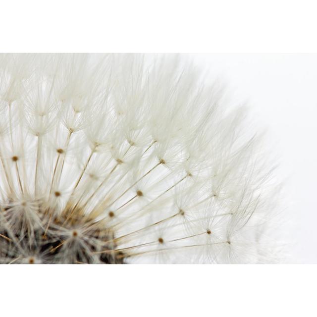 Shinde Seeds Of A Dandelion - Wrapped Canvas Photograph Latitude Run Size: 30cm H x 46cm W x 3.8cm D on Productcaster.