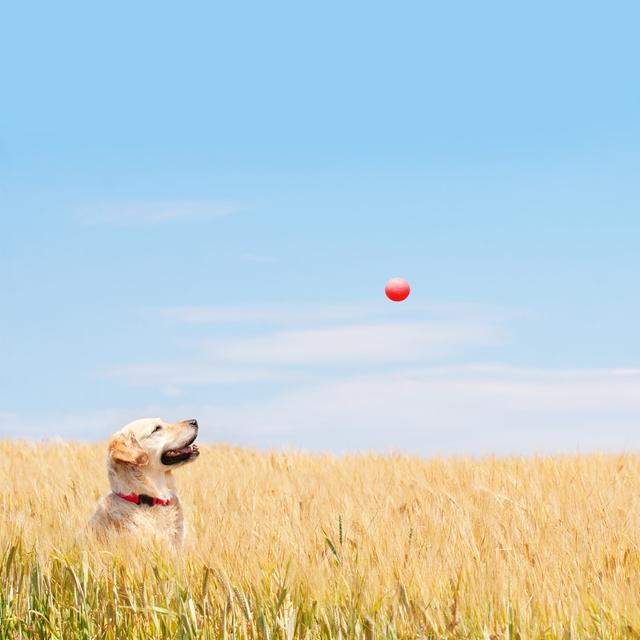 Golden Labrador - Kunstdrucke auf Leinwand - Wrapped Canvas 17 Stories Größe: 122 cm H x 122 cm B on Productcaster.