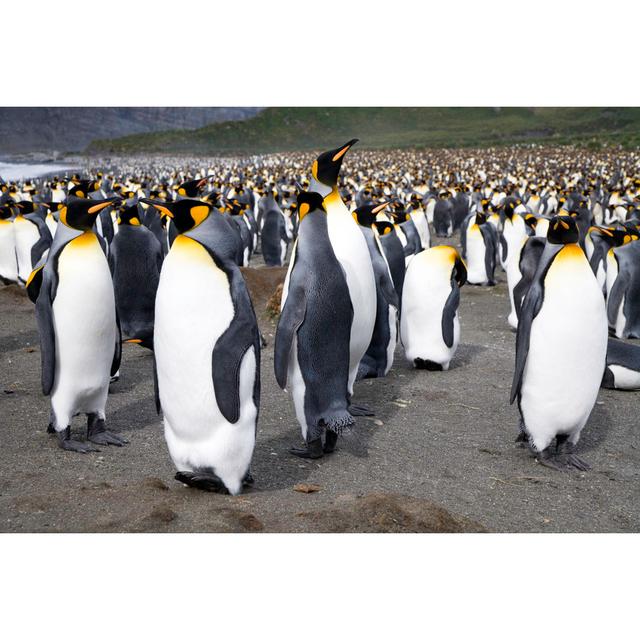 King Penguins Antarctica by Mlenny - No Frame Print on Canvas 17 Stories Size: 81cm H x 122cm W on Productcaster.