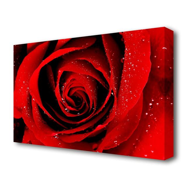 Close-Up Of A Red Rose Dew Drop Flowers Canvas Print Wall Art East Urban Home Size: 101.6 cm H x 142.2 cm W on Productcaster.