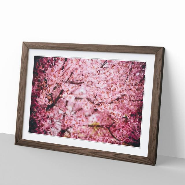 Pink Cherry Blossom Flowers Vol.3 - Picture Frame Graphic Art East Urban Home Size: 48cm H x 65cm W x 2cm D, Frame Option: Walnut Framed on Productcaster.