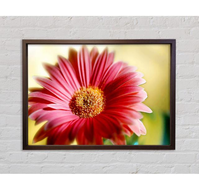 Heavenly Pink Petals - Single Picture Frame Print Ebern Designs Format: White Framed Canvas, Size: 100cm H x 141.4cm W x 3.3cm D on Productcaster.