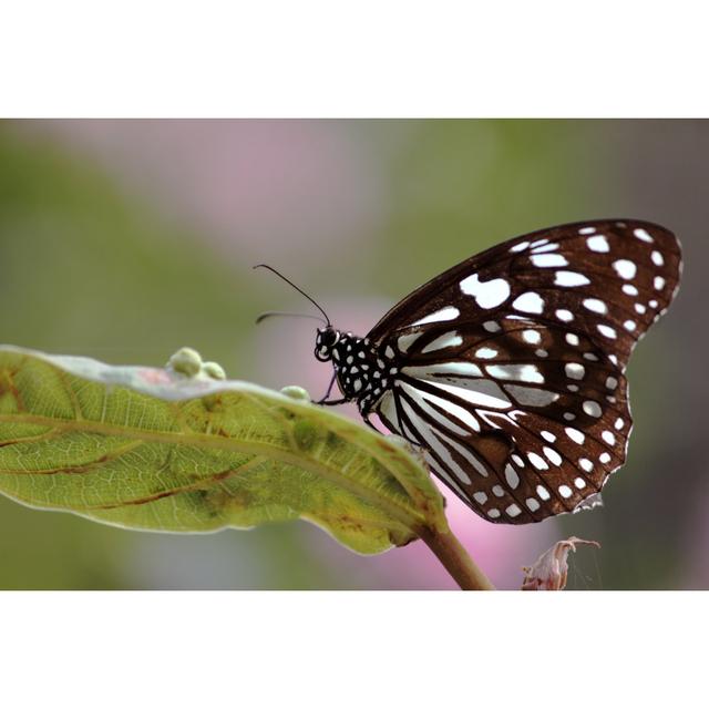 Butterfly With Blurred Natural Background by Naveen0301 - No Frame Art Prints on Canvas Brambly Cottage Size: 81cm H x 122cm W on Productcaster.