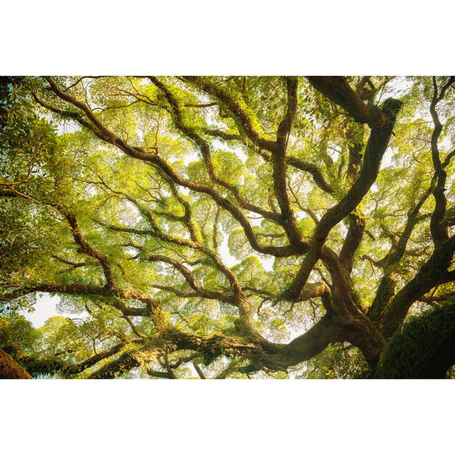 Ancient Banyan Canopy - Wrapped Canvas Photograph Union Rustic Size: 51cm H x 76cm W x 3.8cm D on Productcaster.