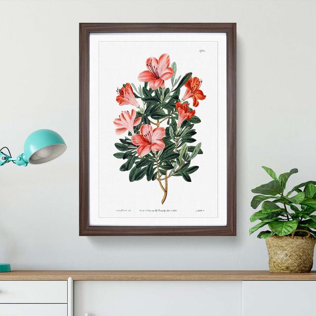 Red Chinese Azalea - Picture Frame Painting Print East Urban Home Frame Option: Walnut Framed, Size: 65cm H x 48cm W x 2cm D on Productcaster.