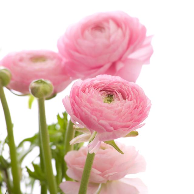 Dalzell Pale Pink Ranunculus - Wrapped Canvas Photograph Fairmont Park Size: 91cm H x 91cm W x 3.8cm D on Productcaster.