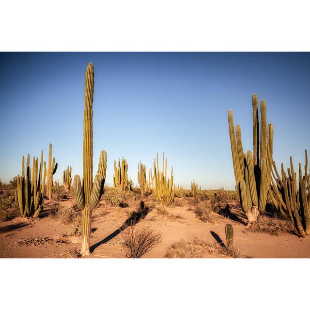 Saguaro Cactus Field by Grandriver - No Frame Print on Canvas Natur Pur Size: 61cm H x 91cm W on Productcaster.