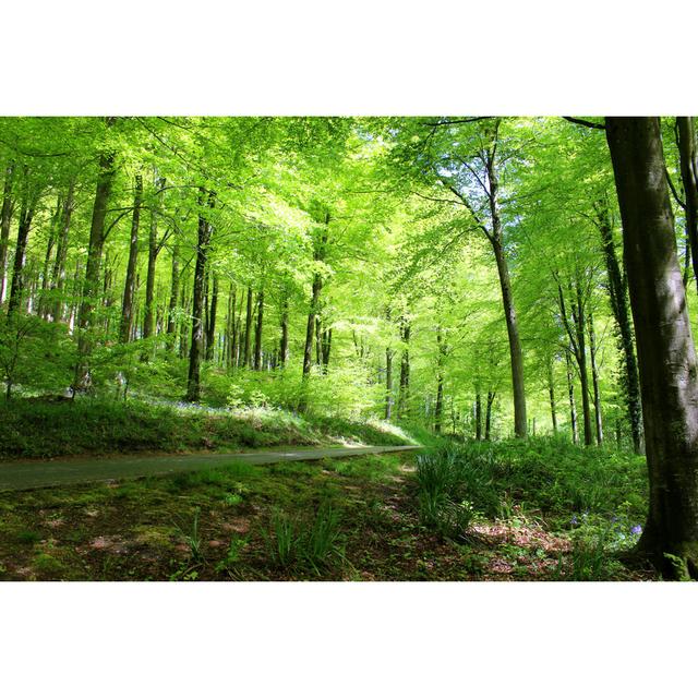 Common European Beech Trees (Fagus Sylvatica) In Woodland, Spring Foliage by Mtreasure - Print Alpen Home Size: 81cm H x 122cm W on Productcaster.