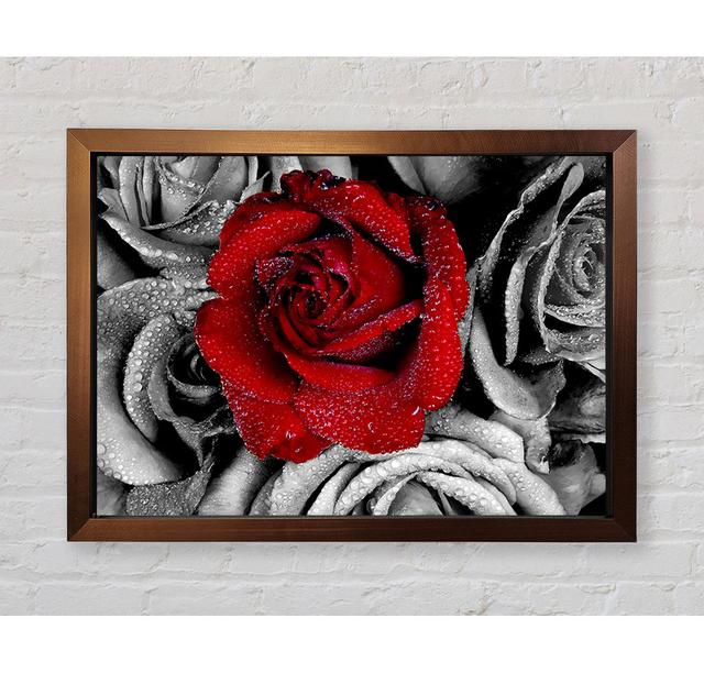 Red Rose On A Sea Of B N W - Single Picture Frame Art Prints Bright Star Size: 42cm H x 59.7cm W on Productcaster.