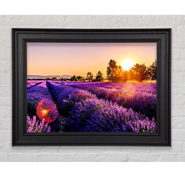 Sunflare Over The Lavender - Single Picture Frame Art Prints August Grove Size: 29.7Cm H x 42cm W x 8cm D on Productcaster.