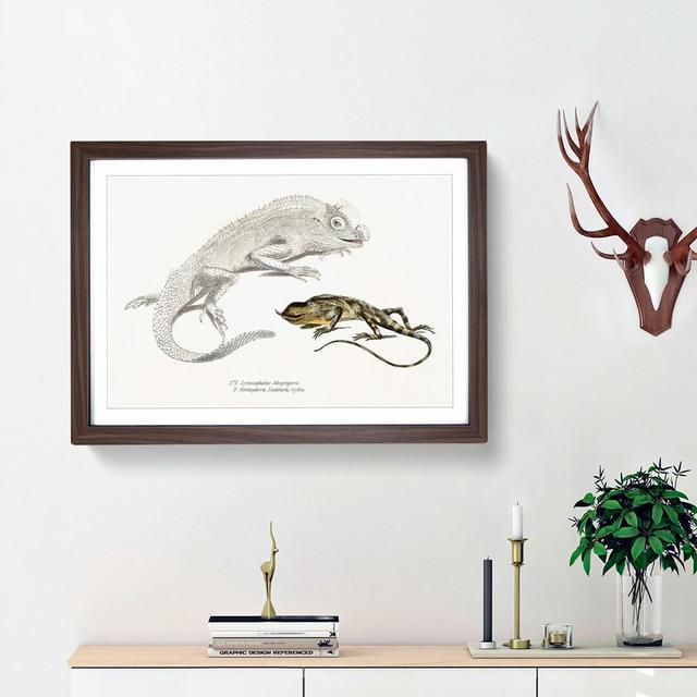 Lizard Illustrations by John Edward Gray - Picture Frame Painting Print East Urban Home Size: 36cm H x 48cm W x 2cm D, Frame Option: Walnut Framed on Productcaster.