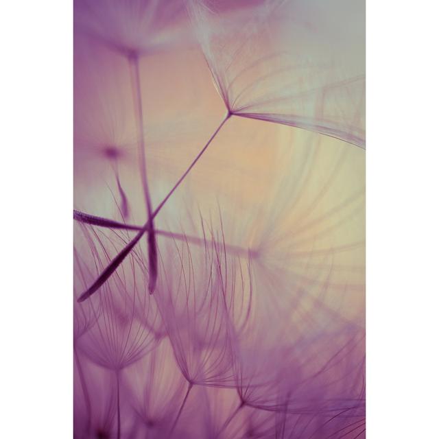 Macro Dandelion Seed by Jasmina007 - No Frame Print on Canvas 17 Stories Size: 120cm H x 80cm W on Productcaster.