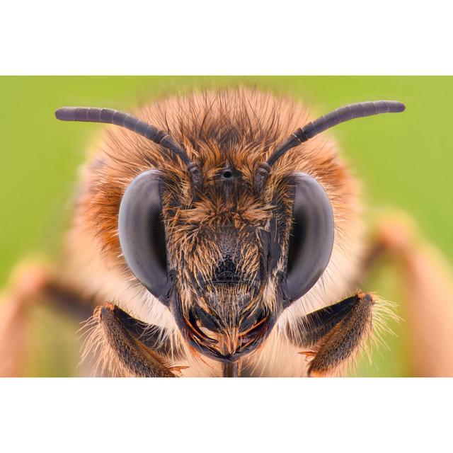 Honey Bee - Wrapped Canvas Photograph Brambly Cottage Size: 51cm H x 76cm W x 3.8cm D on Productcaster.