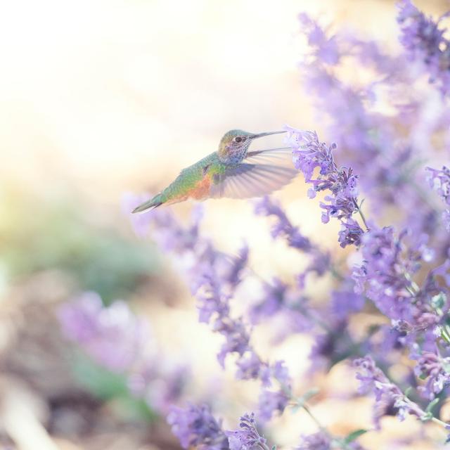 Hummingbird Feeding by Nkbimages - Wrapped Canvas Print Marlow Home Co. Size: 30cm H x 30cm W on Productcaster.