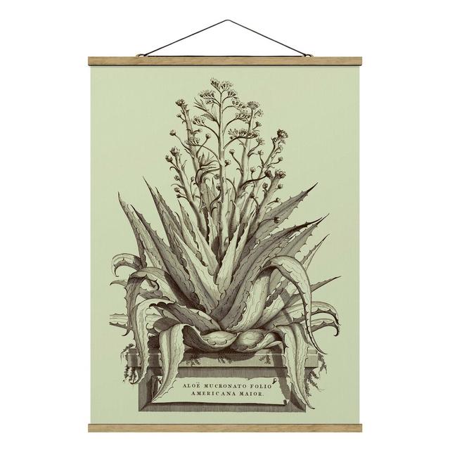 Vintage Aloe Vera Americana Major - Unframed Graphic Art August Grove Size: 66.4cm H x 50cm W x 0.3cm D on Productcaster.