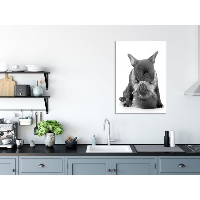 Cat Clings on to Pug - Unframed Photograph on Glass Brayden Studio Size: 80cm H x 60cm W x 0.4cm D on Productcaster.