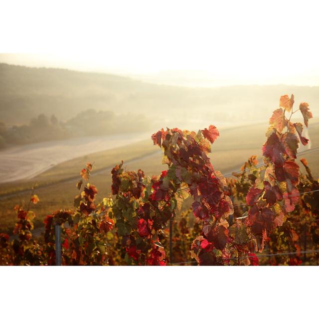 Vineyard by Rolfbodmer - Wrapped Canvas Art Prints 17 Stories Size: 20cm H x 30cm W x 3.8cm D on Productcaster.