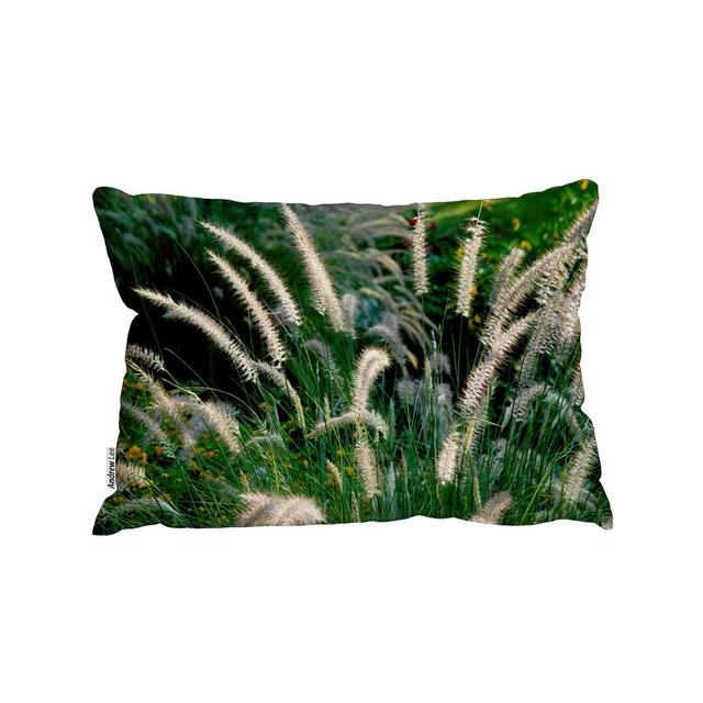 Decorative cat Tail Grass Growing Along a Walkway Rectangular Lumbar Cushion Andrew Lee on Productcaster.