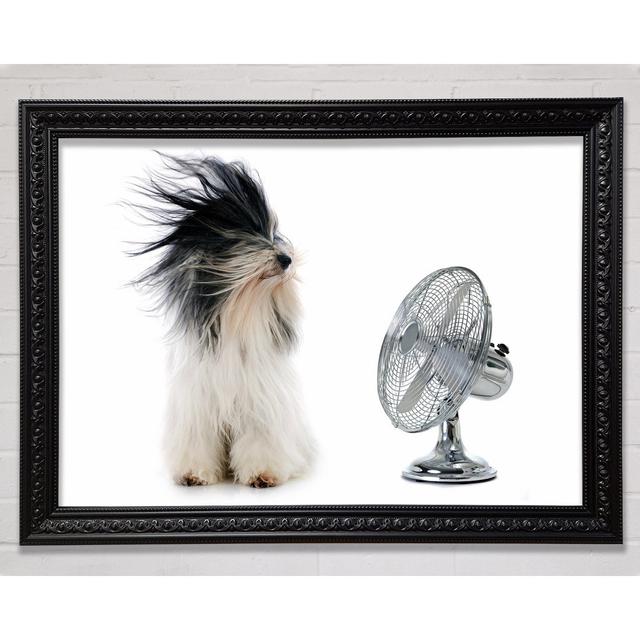 Old English Sheepdog Cooling Off Framed Print Bright Star Size: 59.7cm H x 84.1cm W on Productcaster.