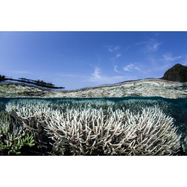 Halesite Bleaching Staghorn Corals by Velvetfish - Wrapped Canvas Photograph House of Hampton Size: 81cm H x 122cm W x 3.8cm D on Productcaster.