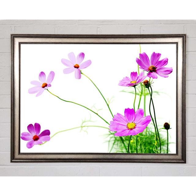 Pink Daisy Bloom - Single Picture Frame Art Prints Brayden Studio Size: 84.1cm H x 118.9cm W x 1.5cm D on Productcaster.