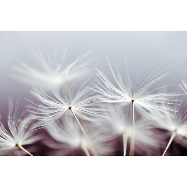 Dandelion by Moncherie - Wrapped Canvas Photograph 17 Stories Size: 81cm H x 122cm W on Productcaster.