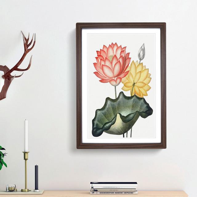 Egyptian Water Lilies by R.J. Thornton - Picture Frame Painting Print East Urban Home Frame Option: Walnut Framed, Size: 48cm H x 36cm W x 2cm D on Productcaster.