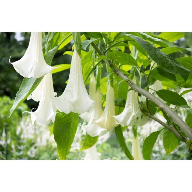 Angels Trumpet by Aimintang - No Frame Print on Canvas 17 Stories Size: 51cm H x 76cm W on Productcaster.