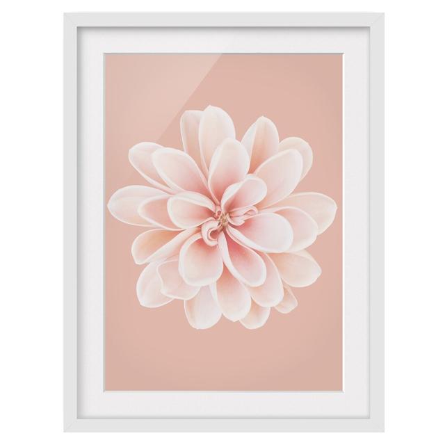 Dahlia Pink Pastel White Centered - Picture Frame Graphic Art Ebern Designs Frame Option: White Framed, Size: 40cm H x 30cm W x 2cm D on Productcaster.