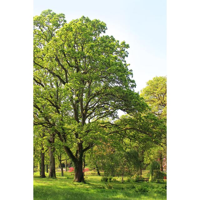 Large Common English Oak Tree (quercus Robur) In Park Image by Mtreasure - No Frame Print on Canvas 17 Stories Size: 46cm H x 30cm W on Productcaster.