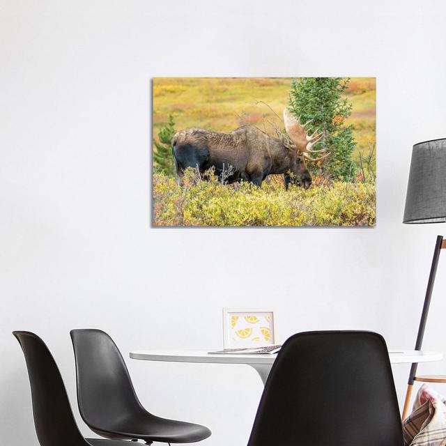 USA, Colorado, Cameron Pass. Bull Moose With Antlers. by - Wrapped Canvas Alpen Home Size: 66.04cm H x 101.6cm W x 1.91cm D on Productcaster.