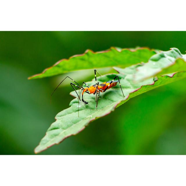 Artemus Assassin Bug - Wrapped Canvas Photograph 17 Stories Size: 81cm H x 122 cm W x 3.8cm D on Productcaster.