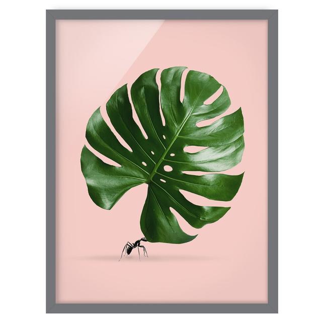 Ant with Monstera Leaf - Picture Frame Photograph Bay Isle Home Frame Option: Grey Framed, Size: 55cm H x 40cm W x 2cm D on Productcaster.