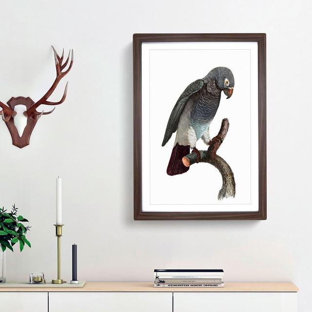 Grey Parrot Perched by F. Levaillant - Picture Frame Painting Print East Urban Home Frame Option: Walnut Framed, Size: 65cm H x 48cm W x 2cm D on Productcaster.