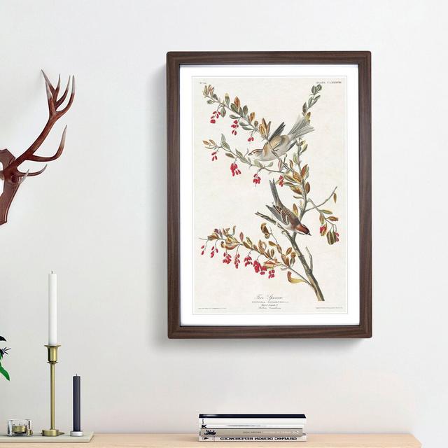 Tree Sparrows by John Audubon - Picture Frame Painting Print East Urban Home Frame Option: Walnut Framed, Size: 36cm H x 27cm W x 2cm D on Productcaster.