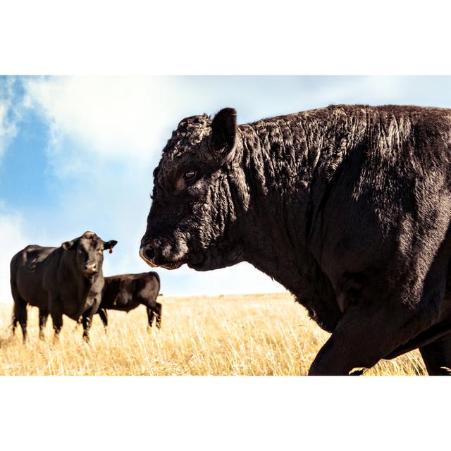 Angus Bull - Wrapped Canvas Art Prints Alpen Home Size: 30cm H x 46cm W x 3.8cm D on Productcaster.