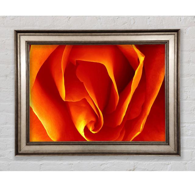 Orange Rose Petals Framed Print Bright Star Size: 42cm H x 59.7cm W on Productcaster.