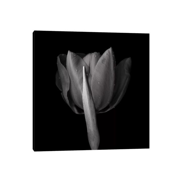 Red Tulips IV, B&W by Magda Indigo - Wrapped Canvas Art Prints Brayden Studio Size: 66.04cm H x 66.04cm W on Productcaster.