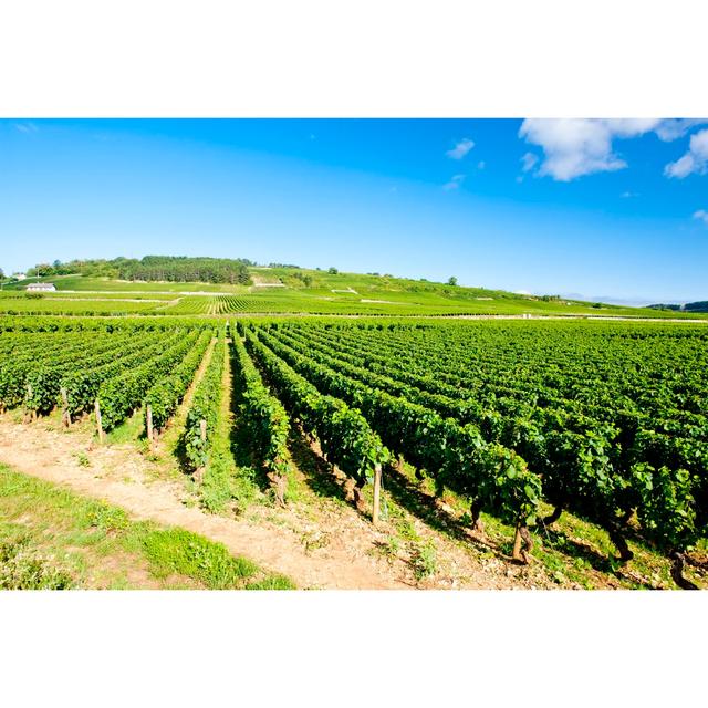 Vineyards in Burgundy - Wrapped Canvas Photograph Ebern Designs Size: 61cm H x 91cm W on Productcaster.