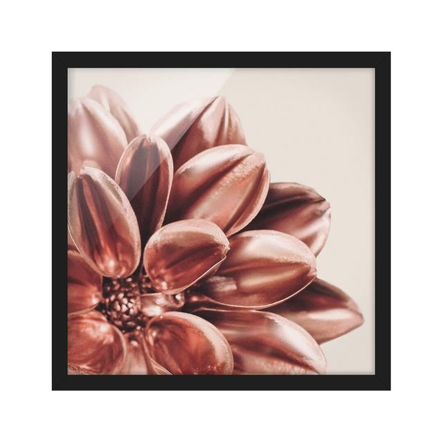 Dahlia Rosegold Pink Detail - Picture Frame Graphic Art Ebern Designs Frame Option: Black Framed, Size: 70cm H x 70cm W x 2cm D on Productcaster.