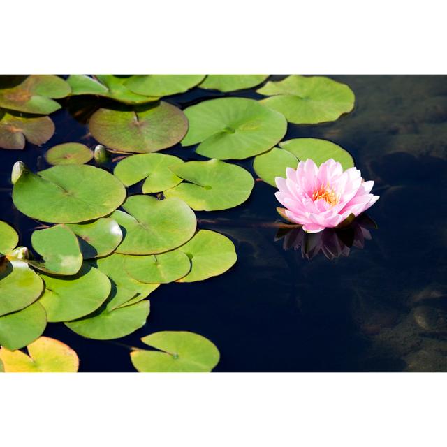 Pink Water Lily by Kingwu - Wrapped Canvas Art Prints 17 Stories Size: 51cm H x 76cm W on Productcaster.