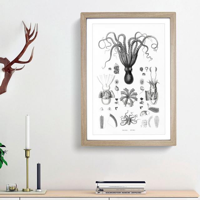 Octopus Illustrations by E.F. Jomard - Picture Frame Drawing Print on MDF East Urban Home Size: 36cm H x 27cm W x 2cm D, Frame Option: Oak Framed on Productcaster.