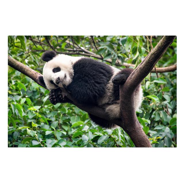 Sleeping Panda on a Branch - Wrapped Canvas Graphic Art Ebern Designs Format: 260g/m² Canvas, Size: 40cm H x 60cm W on Productcaster.