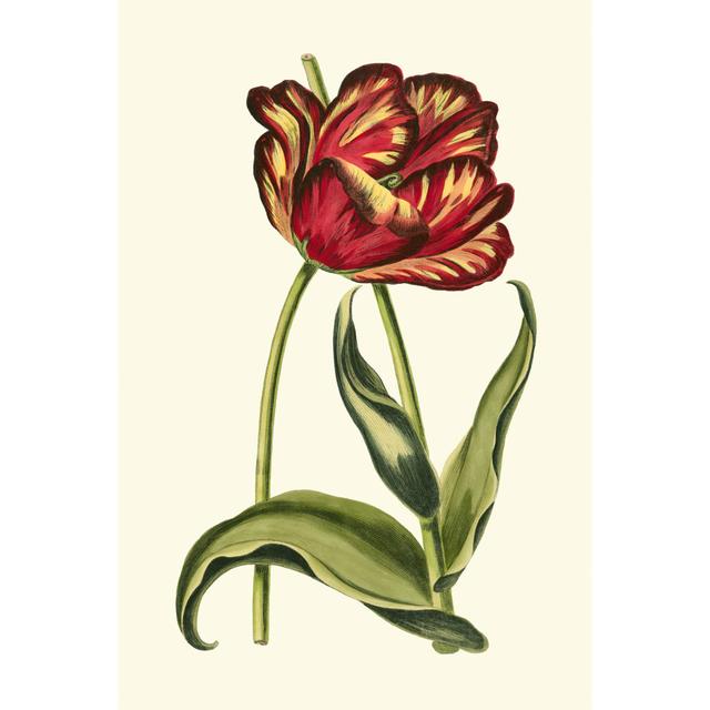 Vintage Tulips VI by Vision Studio - Wrapped Canvas Art Prints Marlow Home Co. Size: 30cm H x 20cm W on Productcaster.