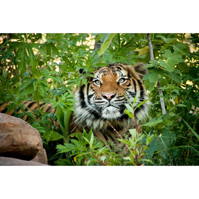 Stalking Malayan Tiger by Ricardoreitmeyer - Wrapped Canvas Print 17 Stories Size: 20cm H x 30cm W on Productcaster.