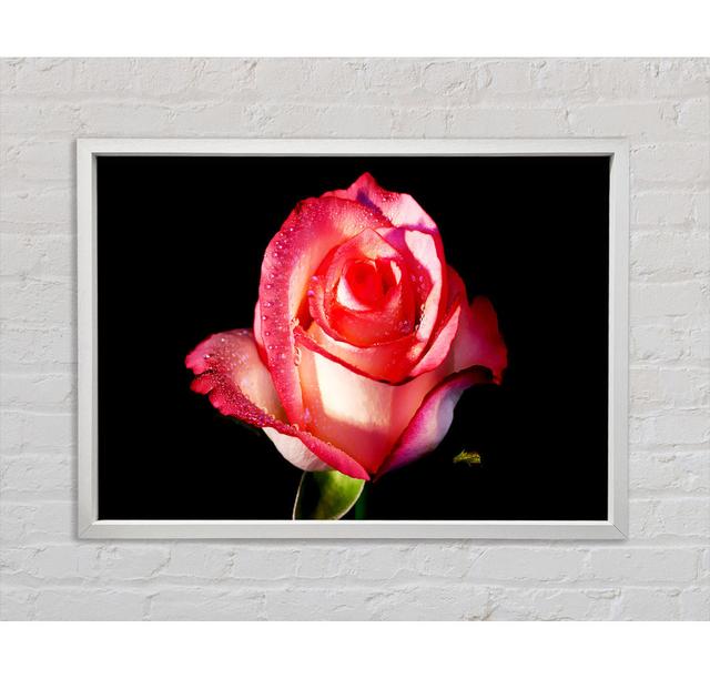 Pink Passion Rose - Druck Brayden Studio Größe: 59,7 cm H x 84,1 cm B x 1,5 cm T, Format: Poster mit weißem Rahmen on Productcaster.