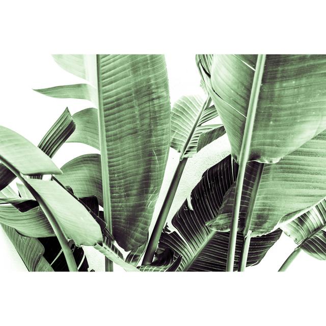 Banana Tree Leaves Pergo Classics Size: 81cm H x 122cm W on Productcaster.