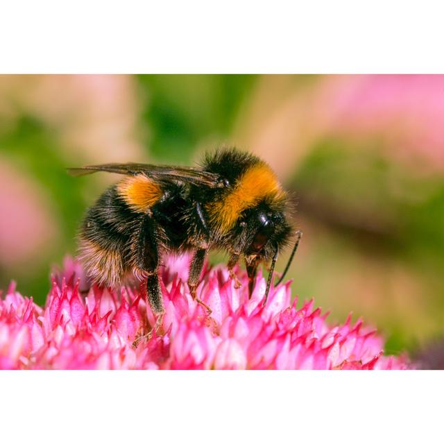 Pierceton Bumblebee by Jamie - Wrapped Canvas Photograph Latitude Run Size: 30cm H x 46cm W x 3.8cm D on Productcaster.